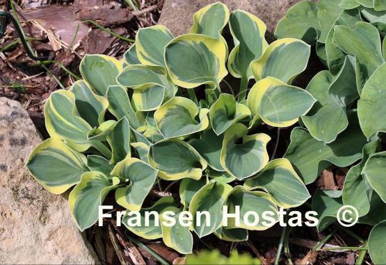 Hosta Mighty Mouse